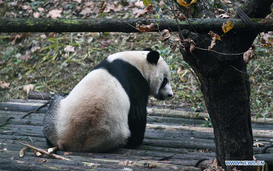 CHINA-SICHUAN-YA'AN-PANDA-RETURN (CN)