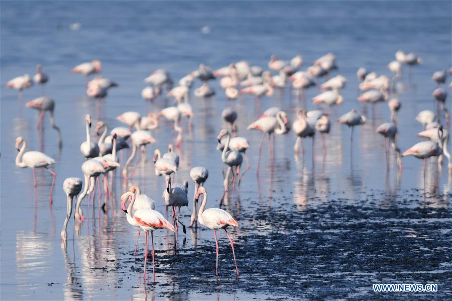 KUWAIT-KUWAIT CITY-NATURE-BIRDS