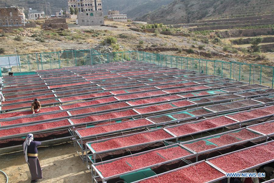 YEMEN-SANAA-COFFEE HARVEST