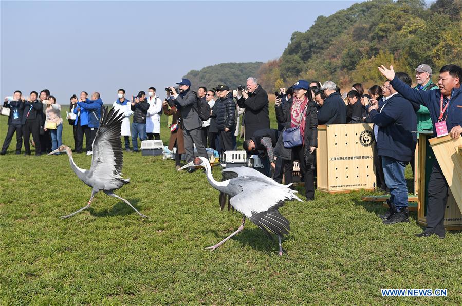 CHINA-JIANGXI-MIGRANT BIRDS-RELEASE (CN)