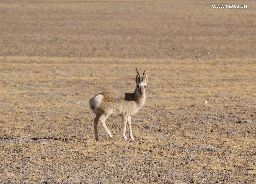 CHINA-TIBET-NAGQU-WILD ANIMALS (CN)