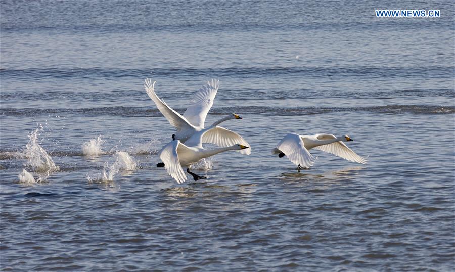 CHINA-SHANDONG-RONGCHENG-WHOOPER SWANS (CN)