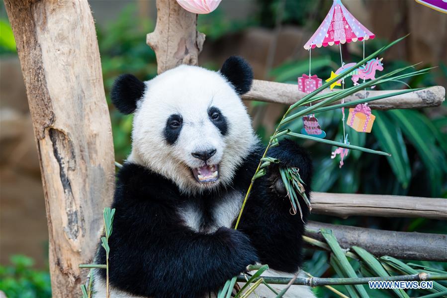 MALAYSIA-KUALA LUMPUR-GIANT PANDA-BIRTHDAY