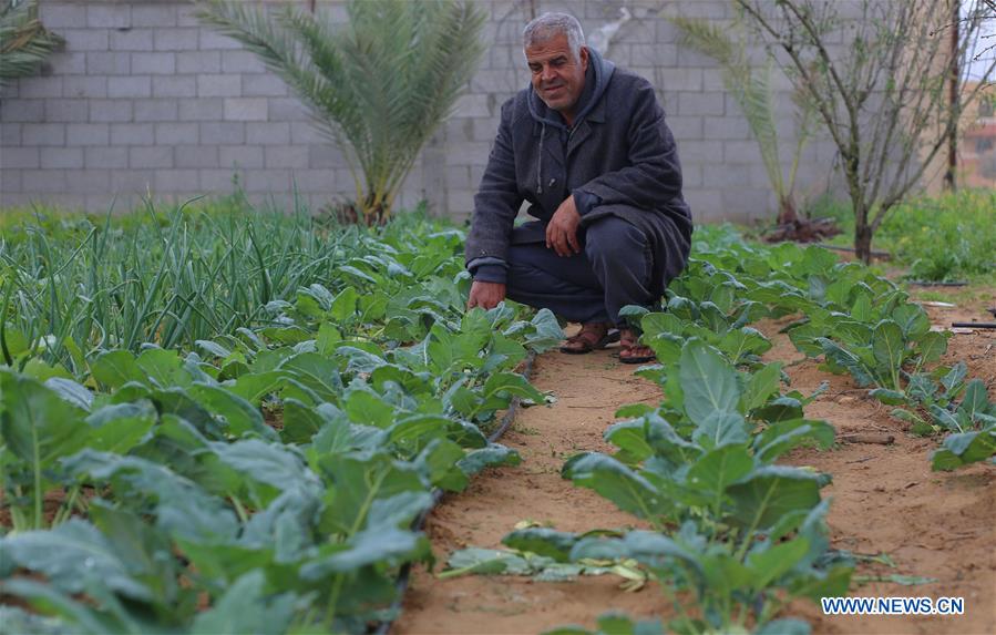 MIDEAST-GAZA-KOHLRABI-PLANTING