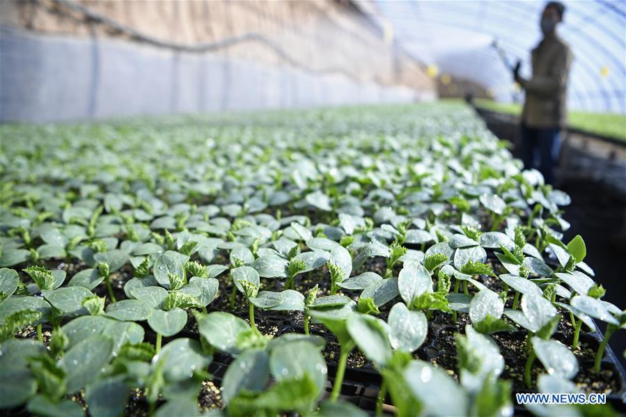 CHINA-NINGXIA-YINCHUAN-SPRING-FARMING (CN)