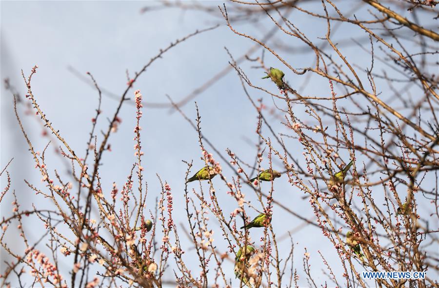 ITALY-ROME-SPRING-SCENERY