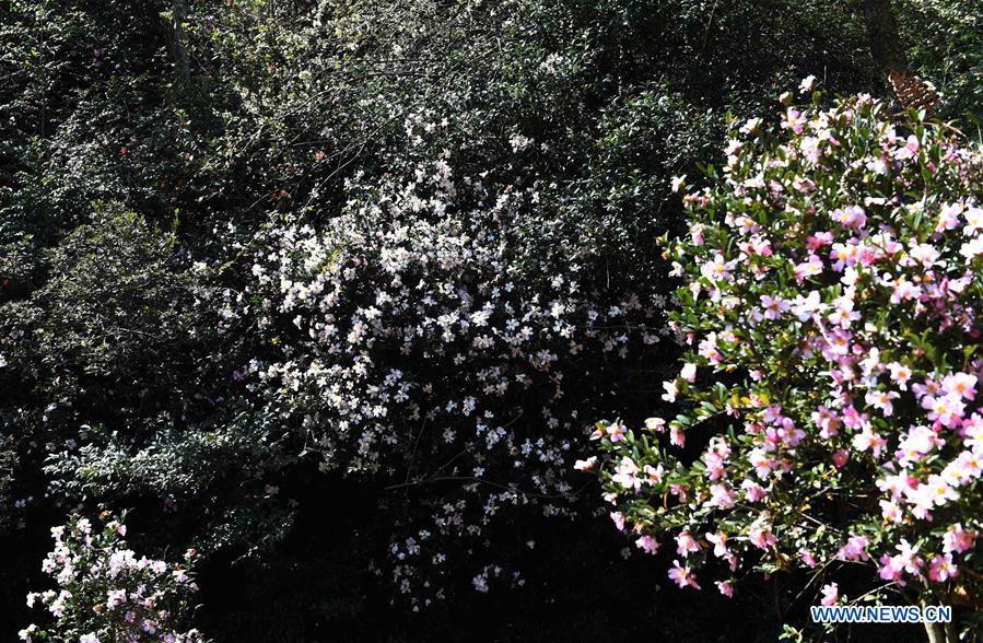 CHINA-YUNNAN-SPRING-FLOWERS (CN)