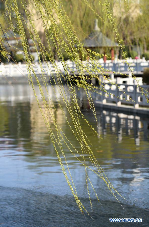 #CHINA-SPRING-SCENERY(CN)