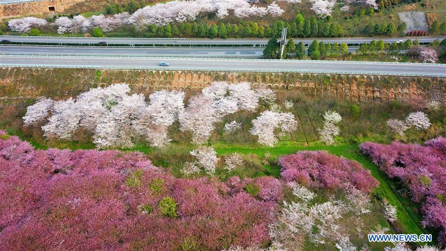 CHINA-GUIZHOU-QINGZHEN-SPRING SCENERY (CN)