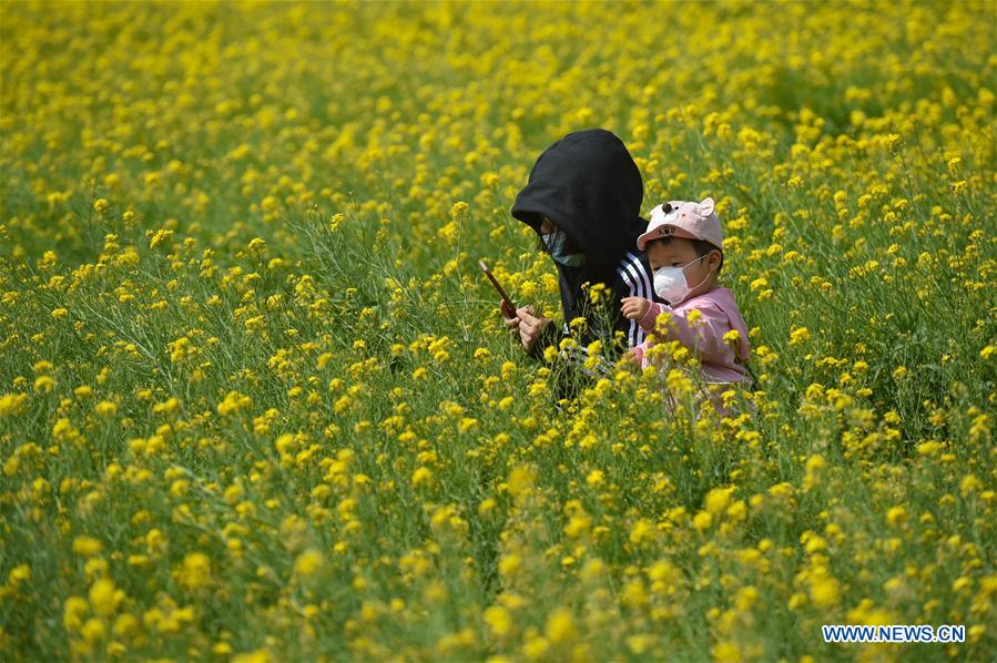 CHINA-BEIJING-COLE FLOWER (CN)