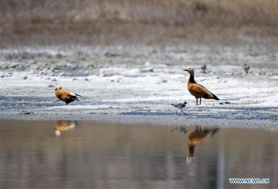 CHINA-XINJIANG-BARKOL LAKE-SCENERY (CN)