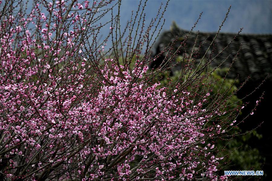 #CHINA-XUANEN-PLUM FLOWERS (CN)