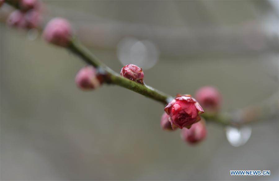 #CHINA-WINTER-PLUM BLOSSOM (CN)