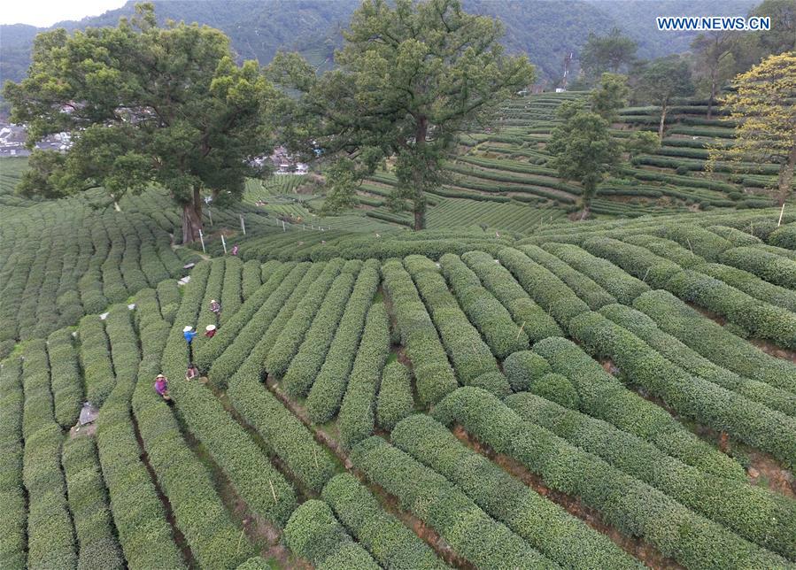 CHINA-HANGZHOU-WEST LAKE LONGJING TEA-PICKING (CN)