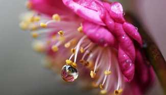 In pics: Blossoms blooming across China