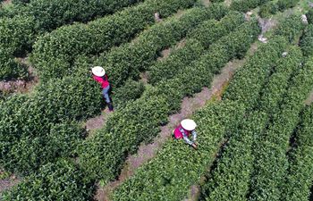 Workers pick tea leaves at tea garden in east China's Jiangxi