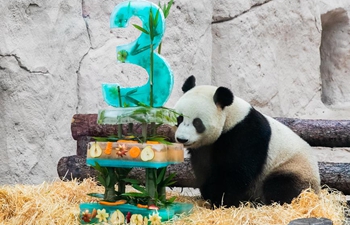 Moscow Zoo celebrates birthday for giant pandas Ding Ding, Ru Yi