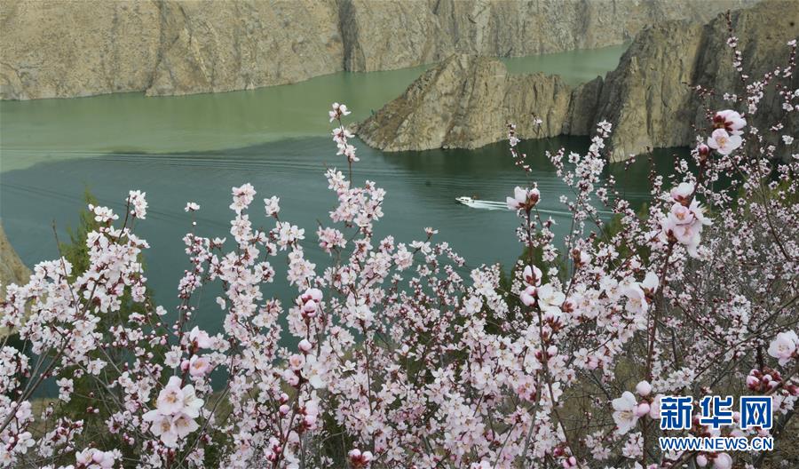 #（春季美丽生态）（1）花开刘家峡