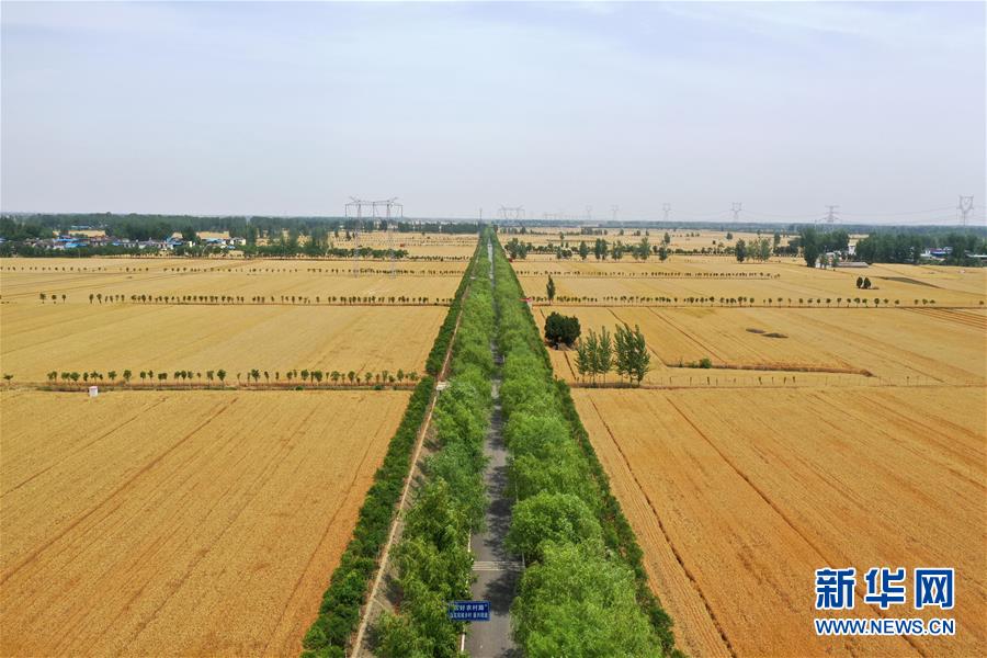 （新华全媒头条·图文互动）（1）庚子之丰——2020年河南夏粮丰收图景