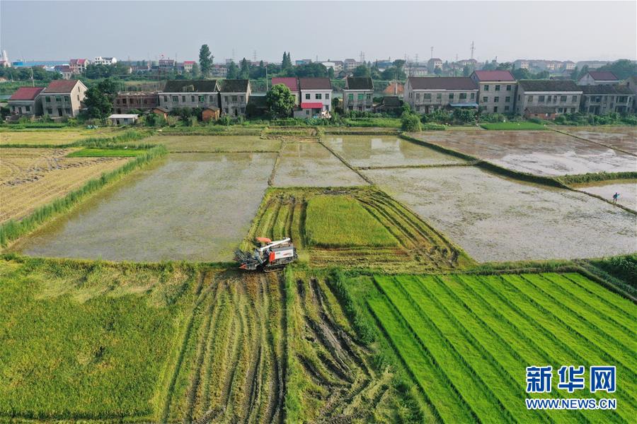 （防汛抗洪·图文互动）（1）洞庭湖畔打响粮食保卫战