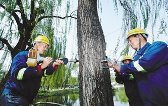 柳树“打针” 抑制飞絮